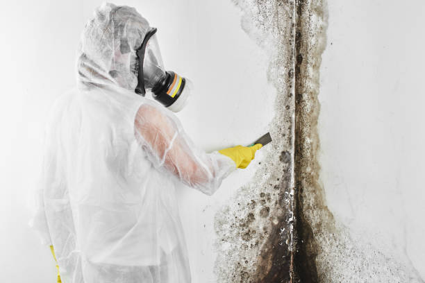 Certified Mold Removal in Sparta, MO