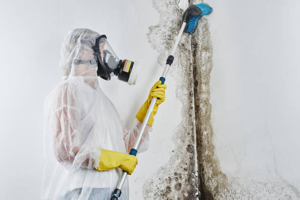 Best Office Mold Removal Services  in Sparta, MO