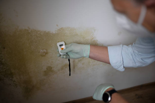 Best Toxic Mold Removal  in Sparta, MO