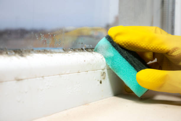 Crawl Space Mold Removal in Sparta, MO