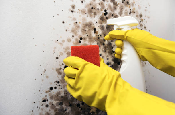 Best Mold Removal Process  in Sparta, MO