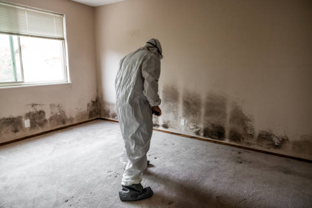 Trusted Sparta, MO Mold Removal Experts