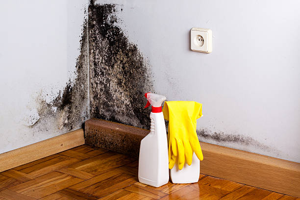 Best Mold Remediation  in Sparta, MO